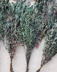 Dried Parvifolia Eucalytus
