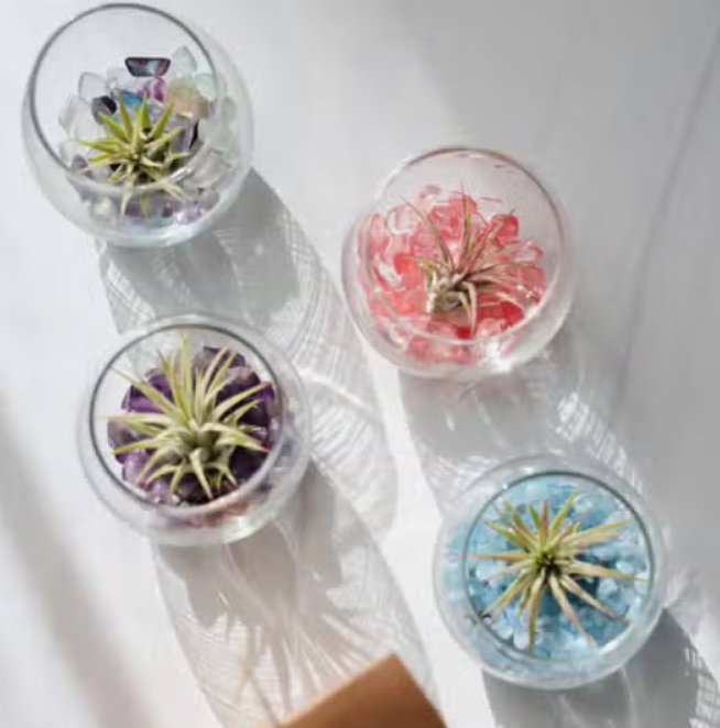 Mini Bubble Terrarium Kit