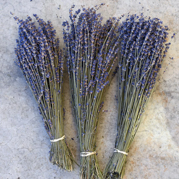 Dried Purple English Lavender