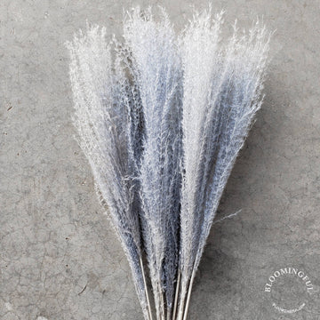 Dried Feathery Pampas