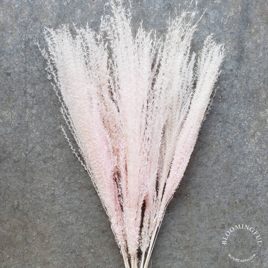 Dried Feathery Pampas