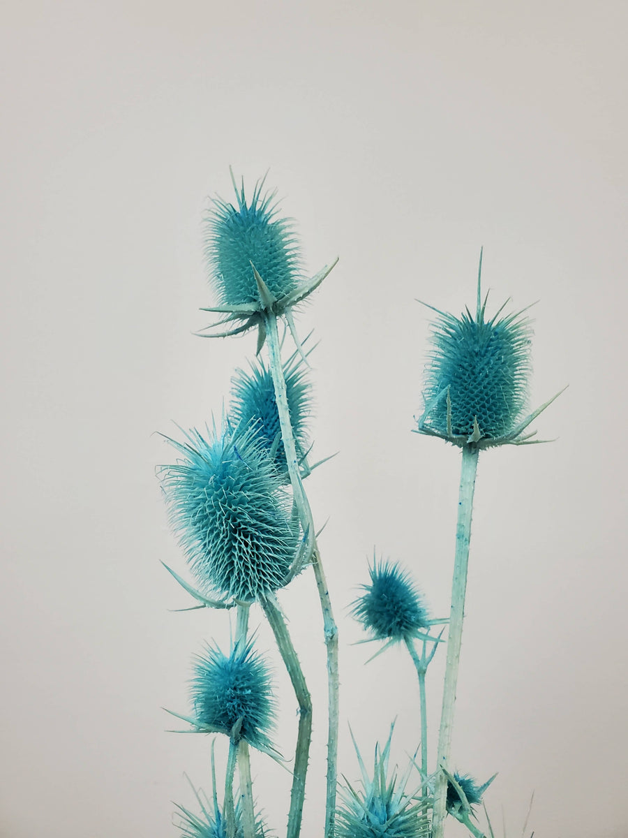Preserved Thistle Teasel Flowers